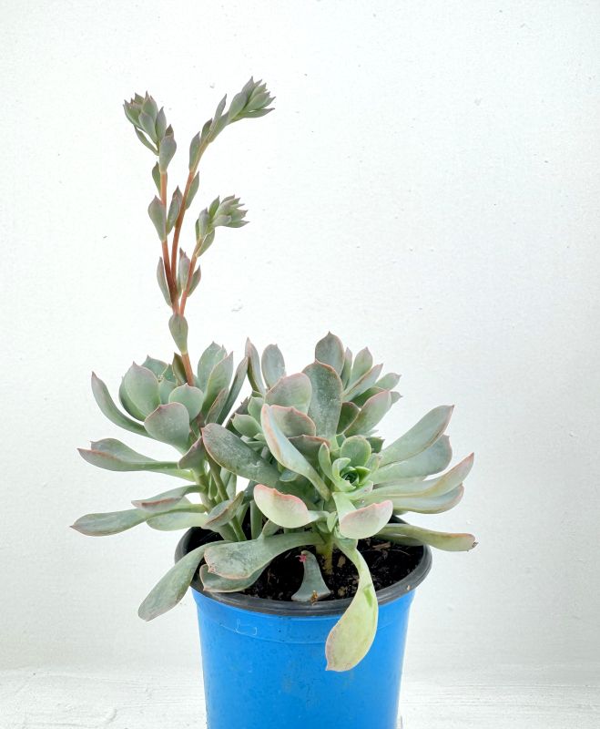 Foto de un cactus que se está identificando actualmente