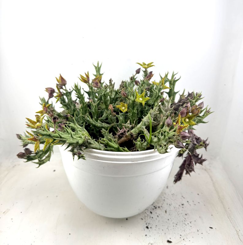 Foto de un cactus que se está identificando actualmente