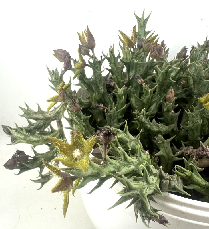 Foto de un cactus que se está identificando actualmente