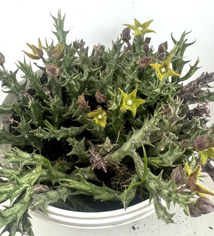 Foto de un cactus que se está identificando actualmente