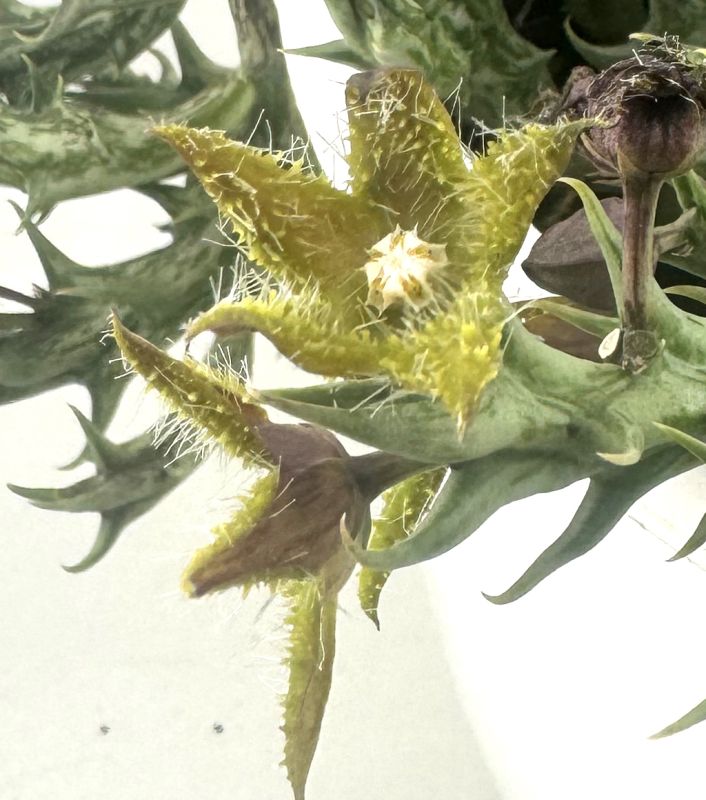 Foto de un cactus que se está identificando actualmente