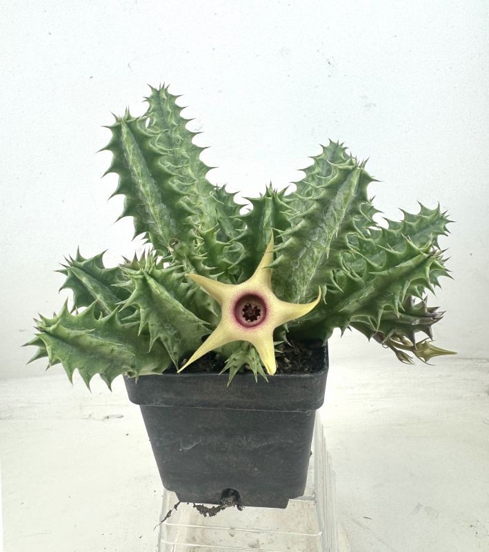 Foto de un cactus que se está identificando actualmente