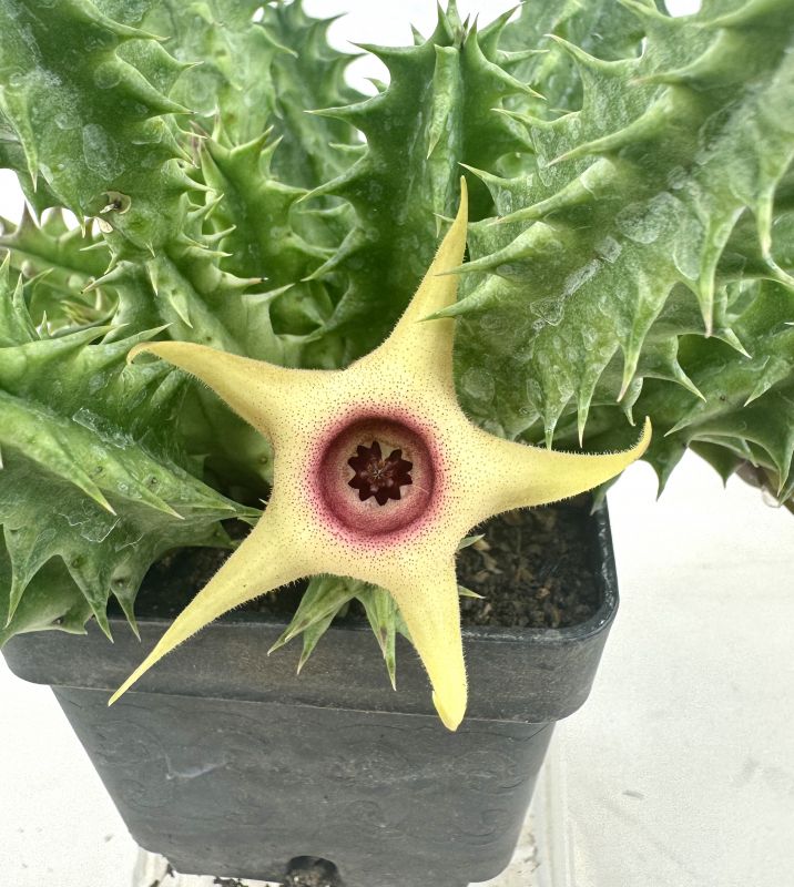 Foto de un cactus que se está identificando actualmente