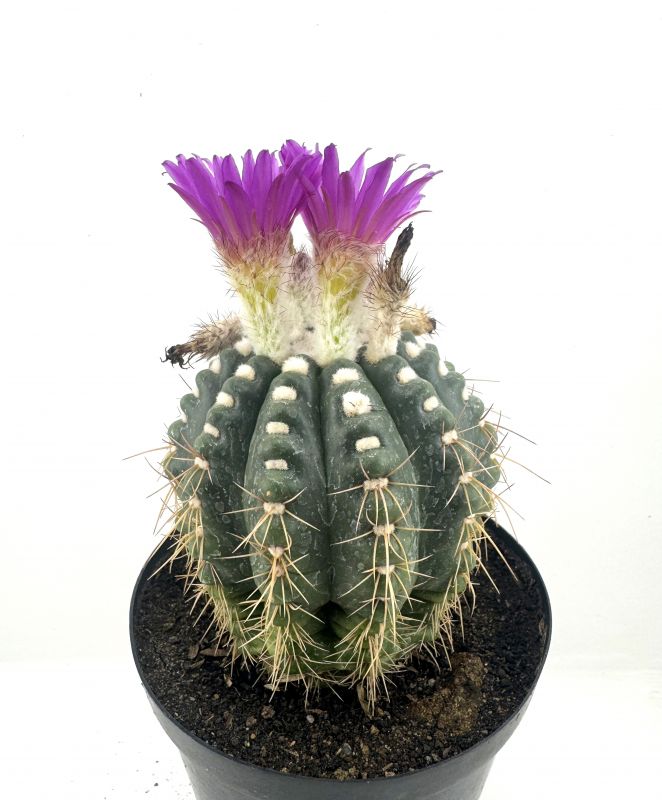 Foto de un cactus que se está identificando actualmente