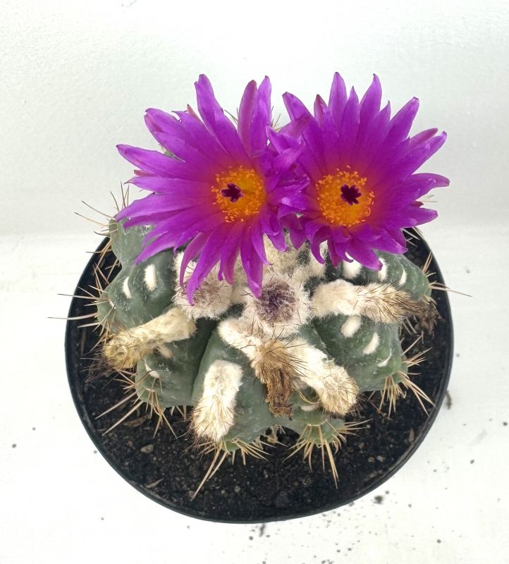 Foto de un cactus que se está identificando actualmente