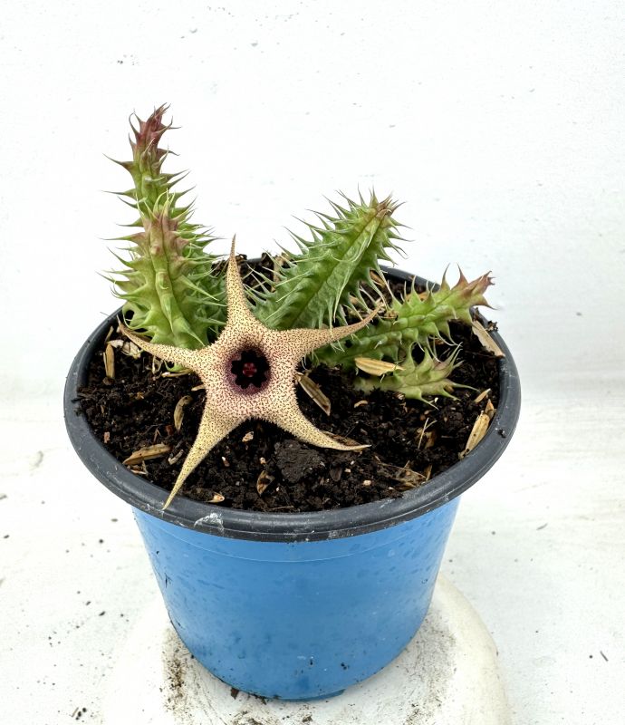 Foto de un cactus que se está identificando actualmente