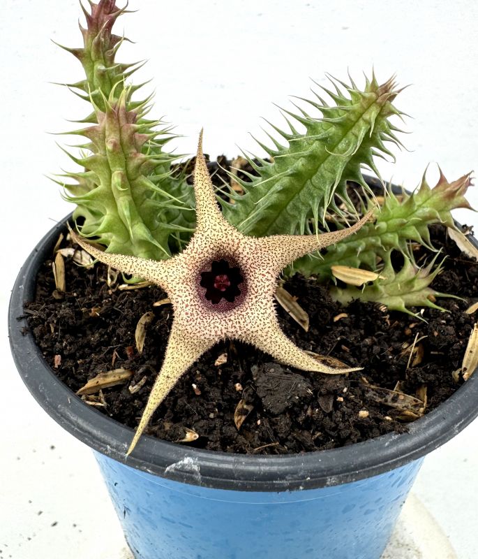 Foto de un cactus que se está identificando actualmente