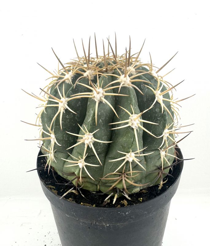 Foto de un cactus que se está identificando actualmente