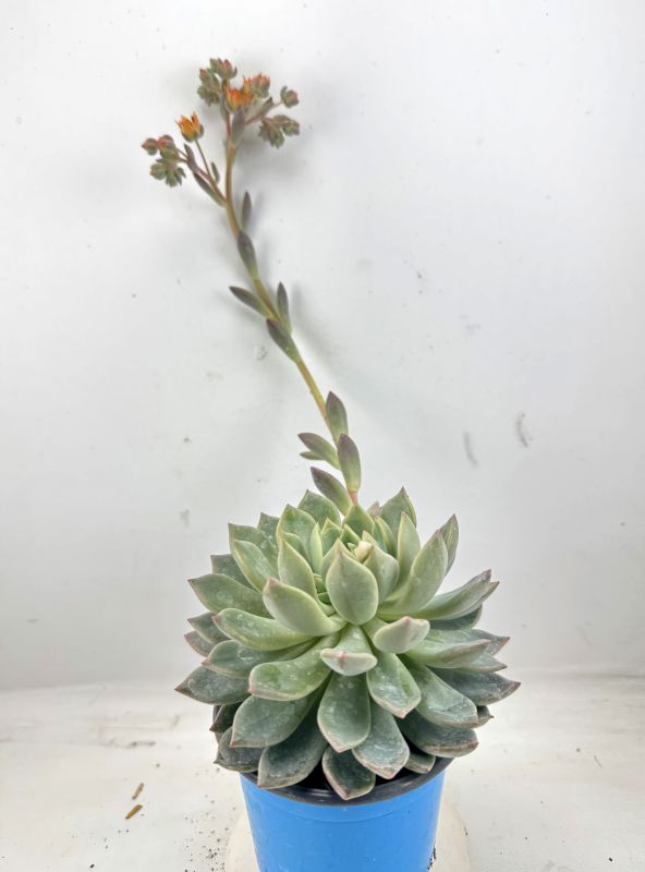 Photo of a cactus currently being identified