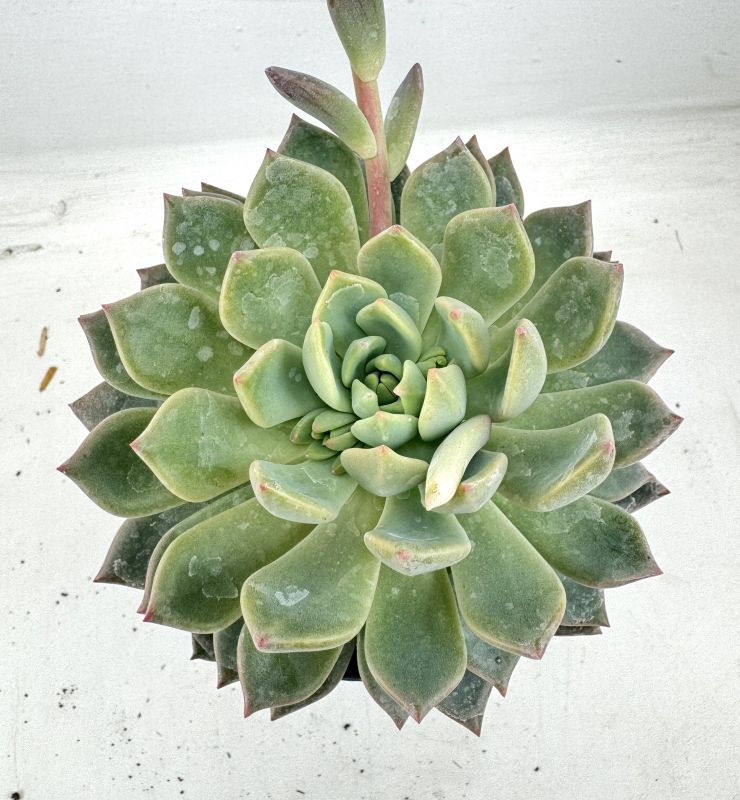 Photo of a cactus currently being identified