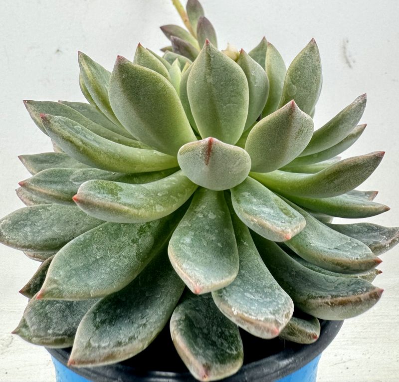 Photo of a cactus currently being identified