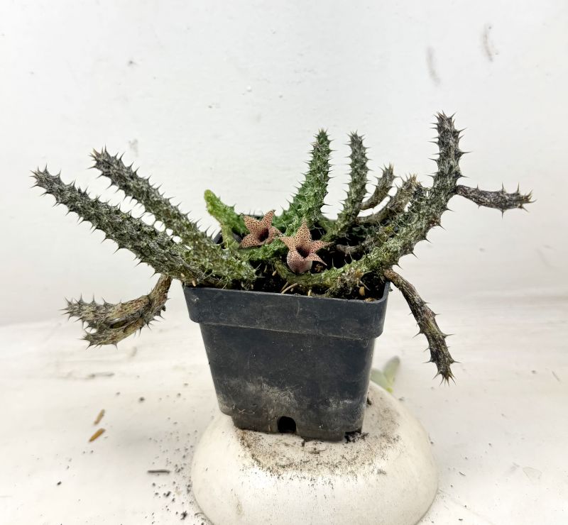 Una foto de Stapelianthus decaryi