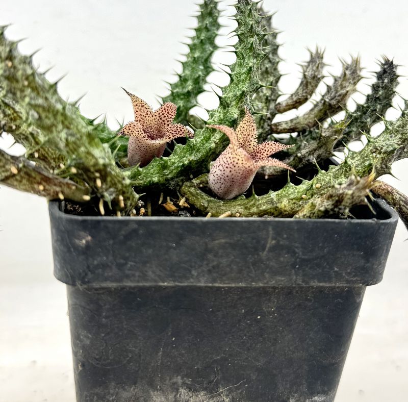Una foto de Stapelianthus decaryi