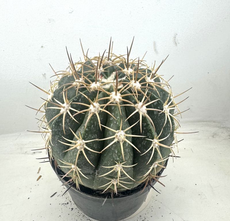 Foto de un cactus que se está identificando actualmente