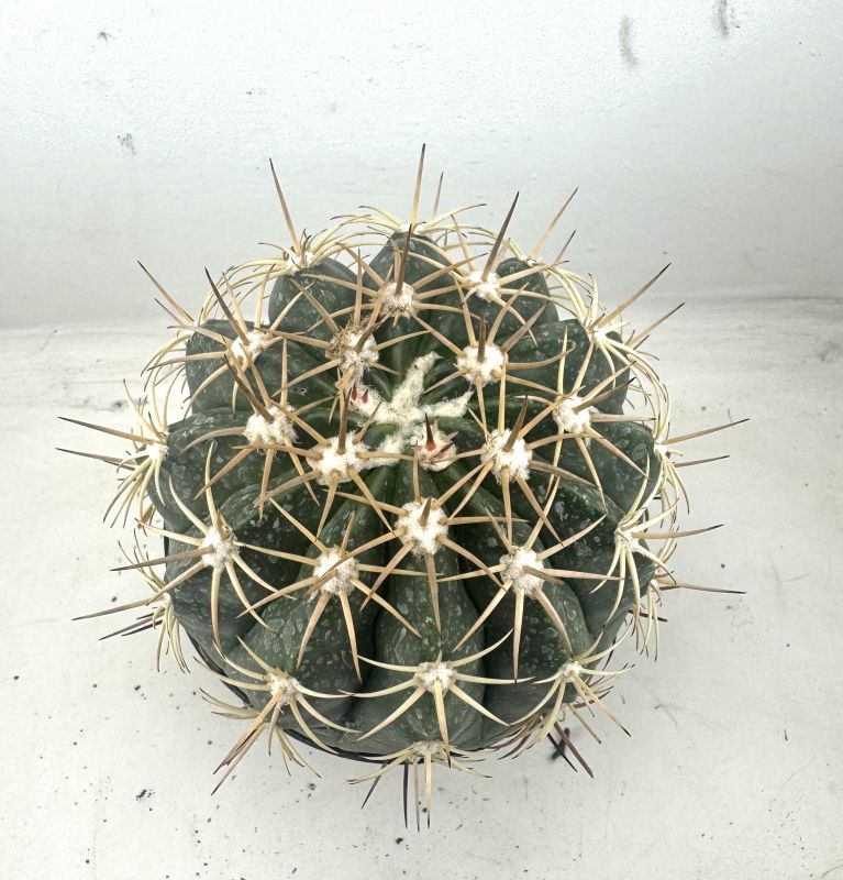Foto de un cactus que se está identificando actualmente