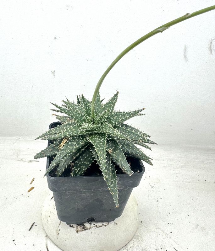 Una foto de Aloe Pepe (Aloe Discoingsii x Aloe Haworthioides)