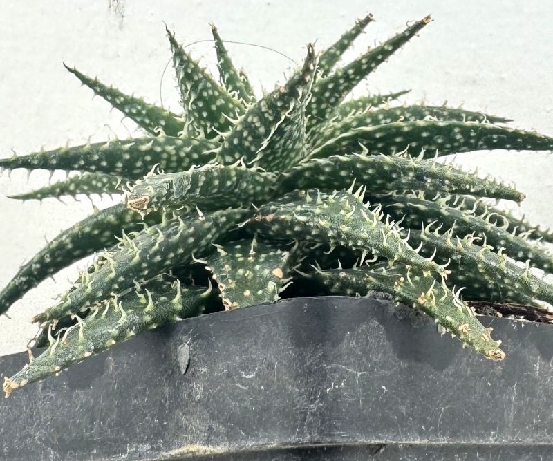 Una foto de Aloe Pepe (Aloe Discoingsii x Aloe Haworthioides)