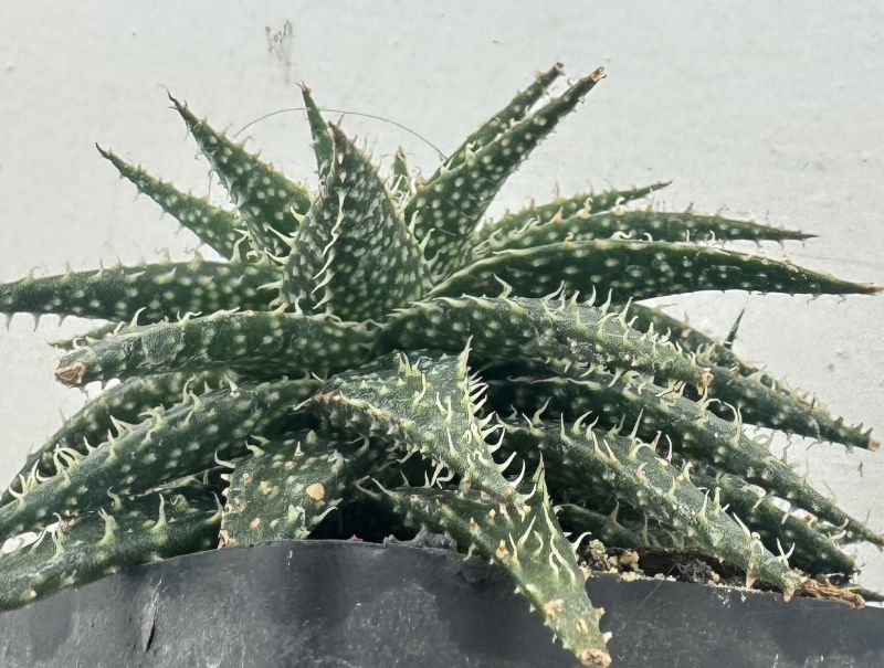 Una foto de Aloe Pepe (Aloe Discoingsii x Aloe Haworthioides)