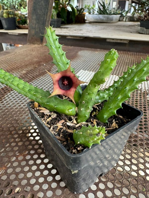 Una foto de Huernia schneideriana