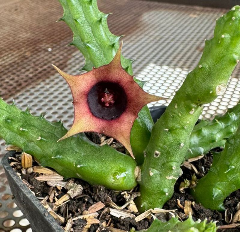 Una foto de Huernia schneideriana