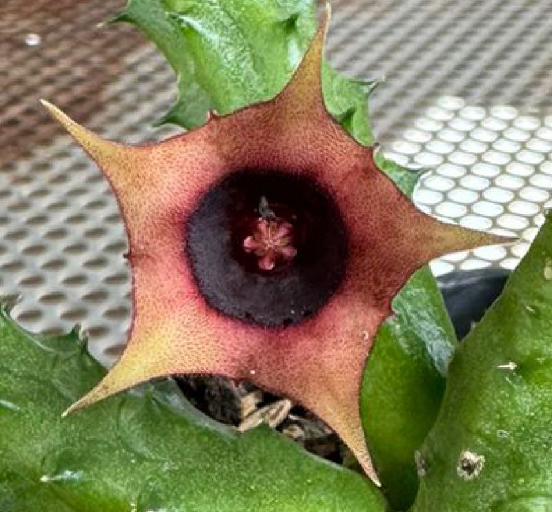 Una foto de Huernia schneideriana