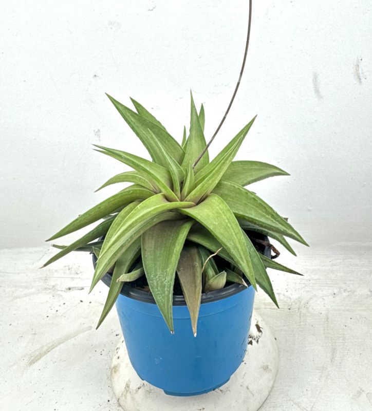 Una foto de Haworthia limifolia var. ubomboensis