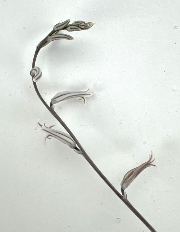 Una foto de Haworthia limifolia var. ubomboensis
