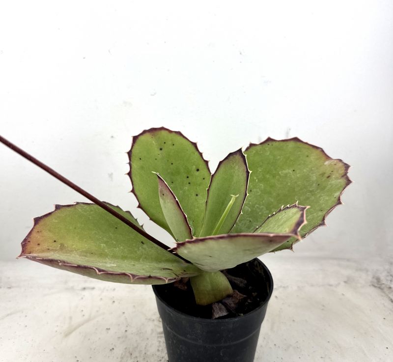 Una foto de Kalanchoe synsepala  
