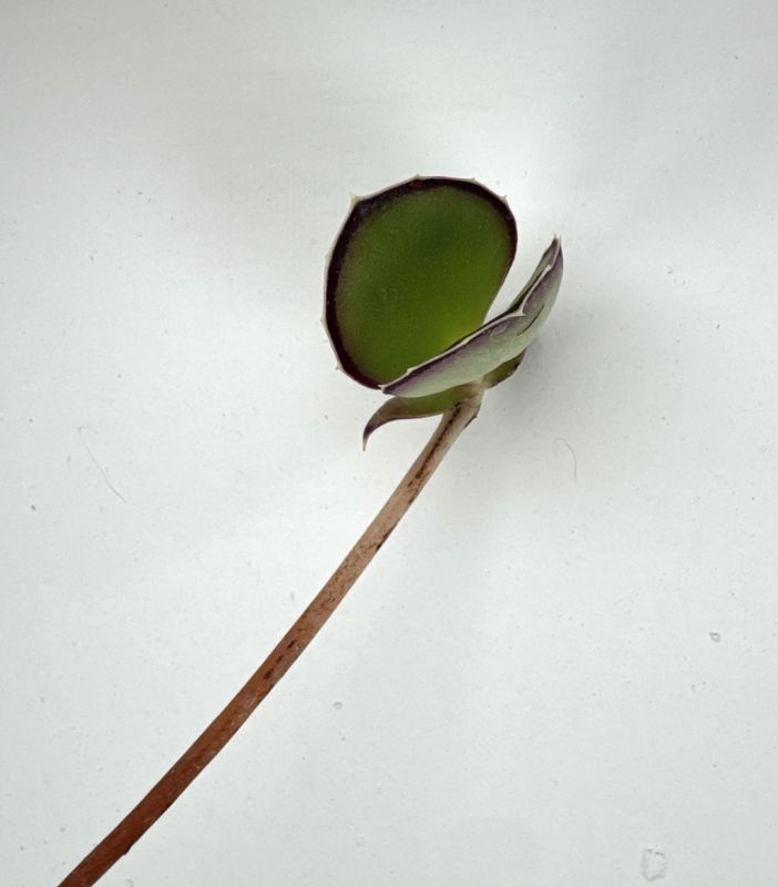 Una foto de Kalanchoe synsepala  