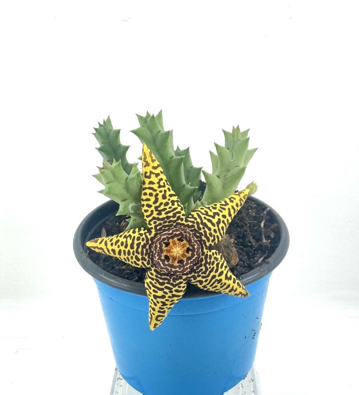 Foto de un cactus que se está identificando actualmente