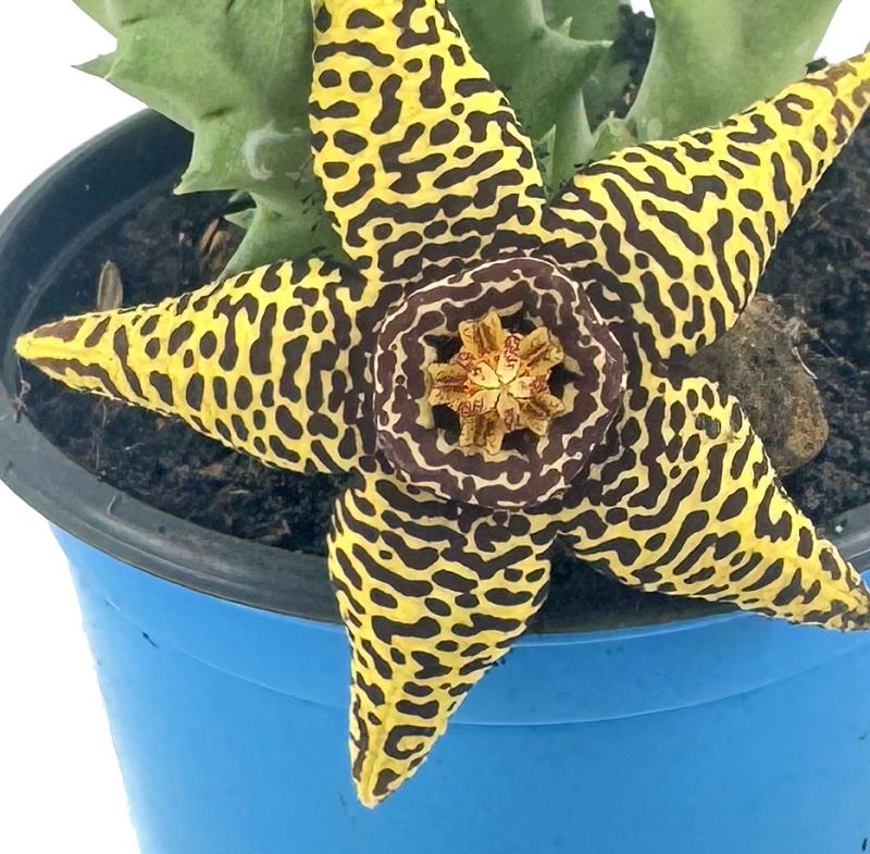 Foto de un cactus que se está identificando actualmente