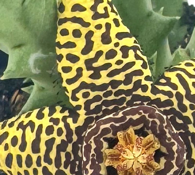 Foto de un cactus que se está identificando actualmente