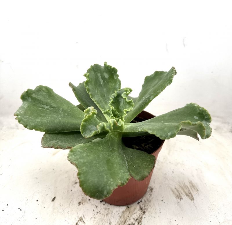 Foto de un cactus que se está identificando actualmente