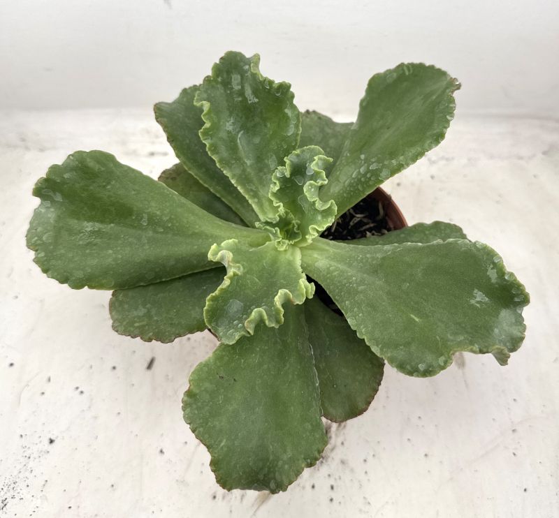 Foto de un cactus que se está identificando actualmente
