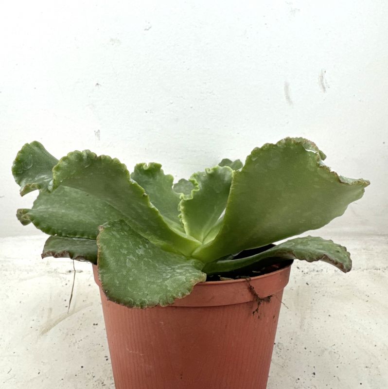 Foto de un cactus que se está identificando actualmente