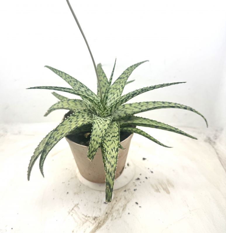 Foto de un cactus que se está identificando actualmente