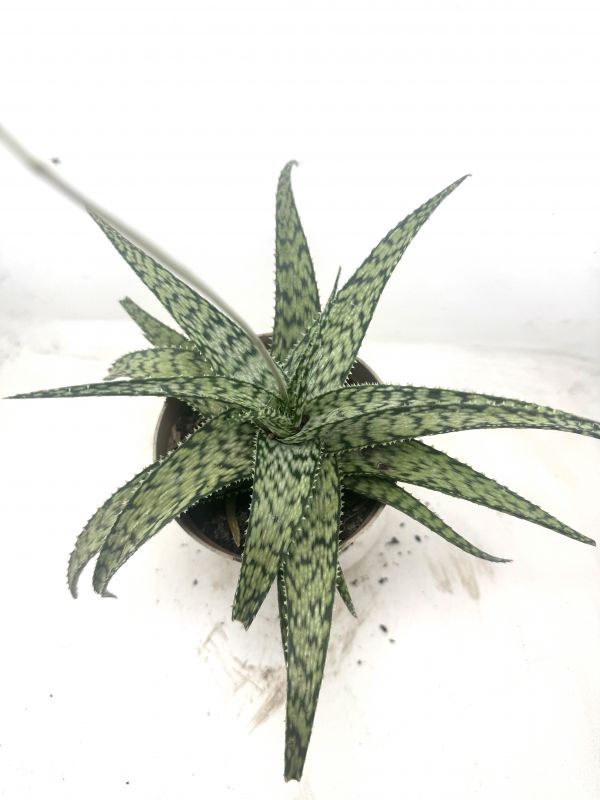 Foto de un cactus que se está identificando actualmente