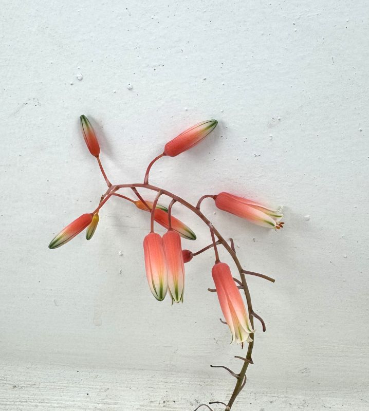 Foto de un cactus que se está identificando actualmente