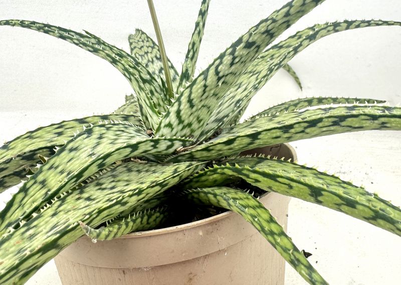 Foto de un cactus que se está identificando actualmente