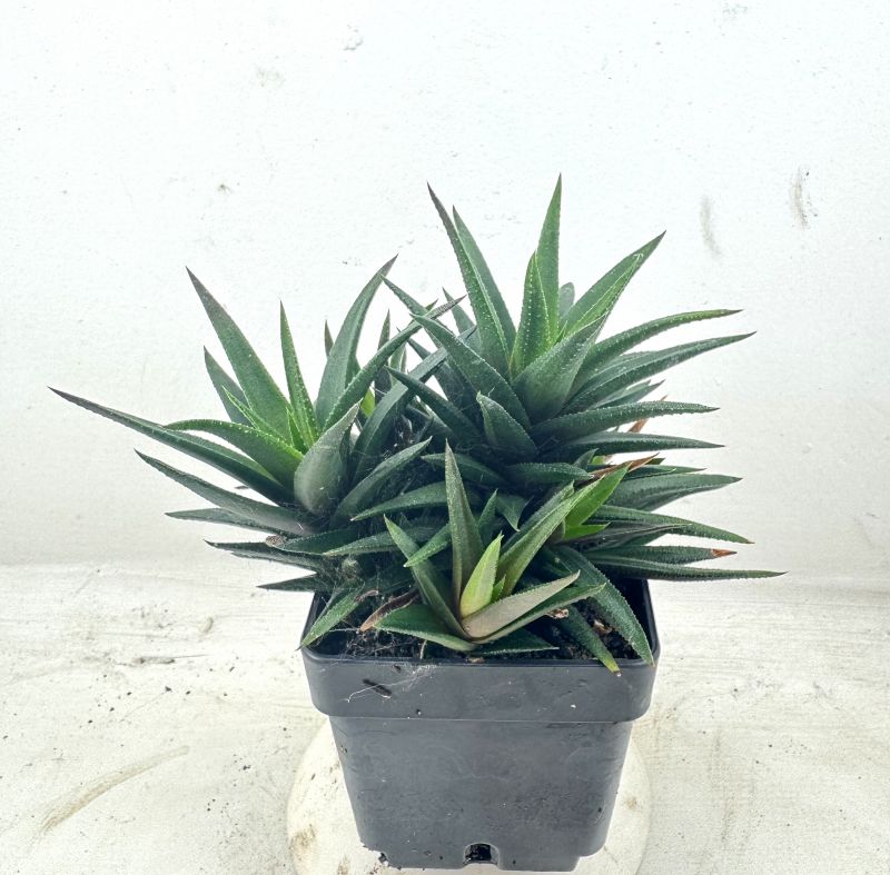 Foto de un cactus que se está identificando actualmente