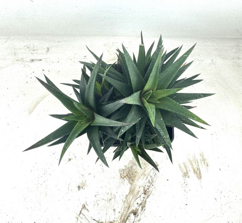 Foto de un cactus que se está identificando actualmente