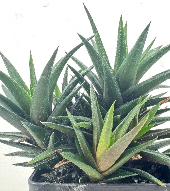 Foto de un cactus que se está identificando actualmente