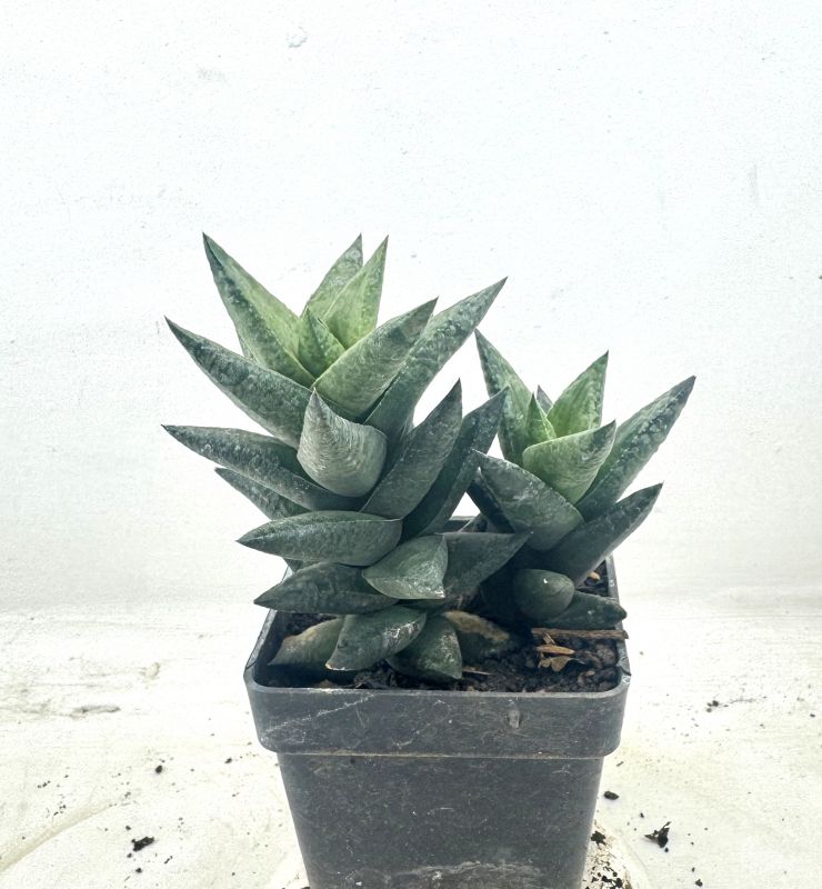 Foto de un cactus que se está identificando actualmente