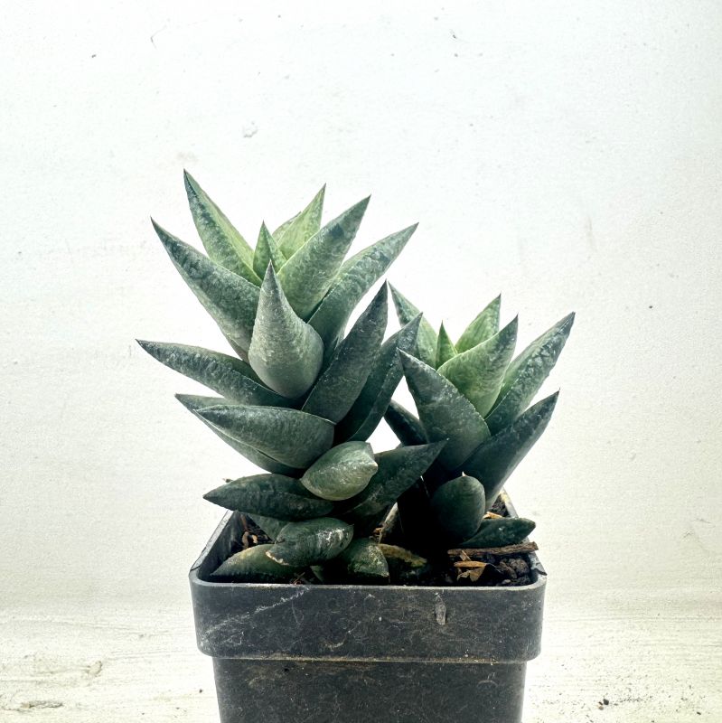 Foto de un cactus que se está identificando actualmente