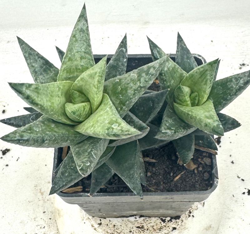 Foto de un cactus que se está identificando actualmente