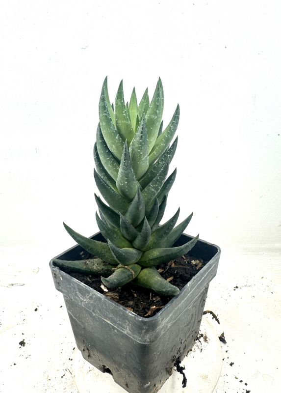 Photo of a cactus currently being identified