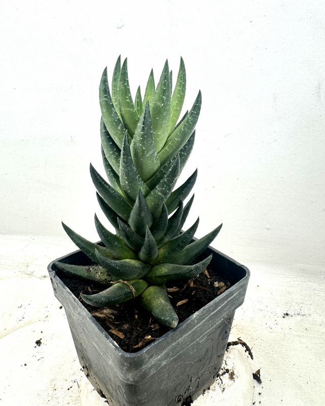 Photo of a cactus currently being identified