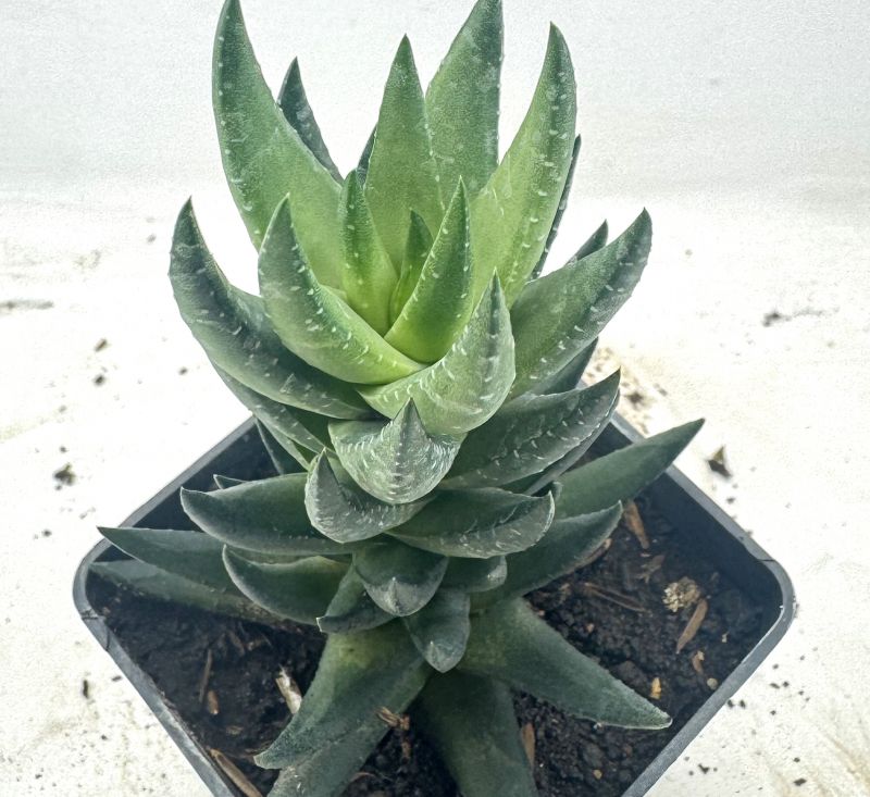 Photo of a cactus currently being identified