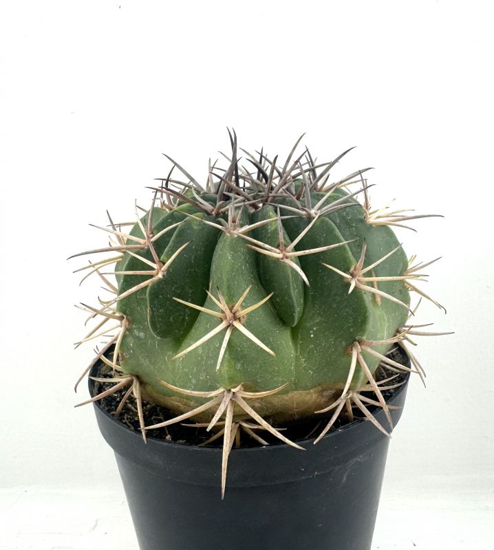 Foto de un cactus que se está identificando actualmente