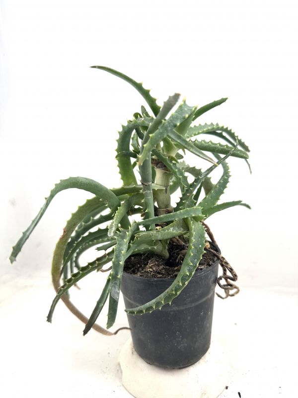 A photo of Aloe arborescens